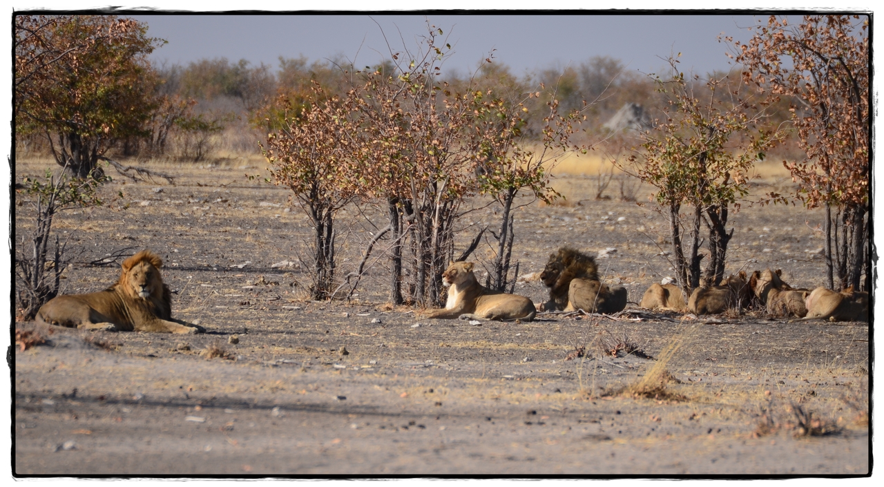 Etosha oeste - Aventuras por Namibia, Botswana y Cataratas Victoria a nuestra bola (14)