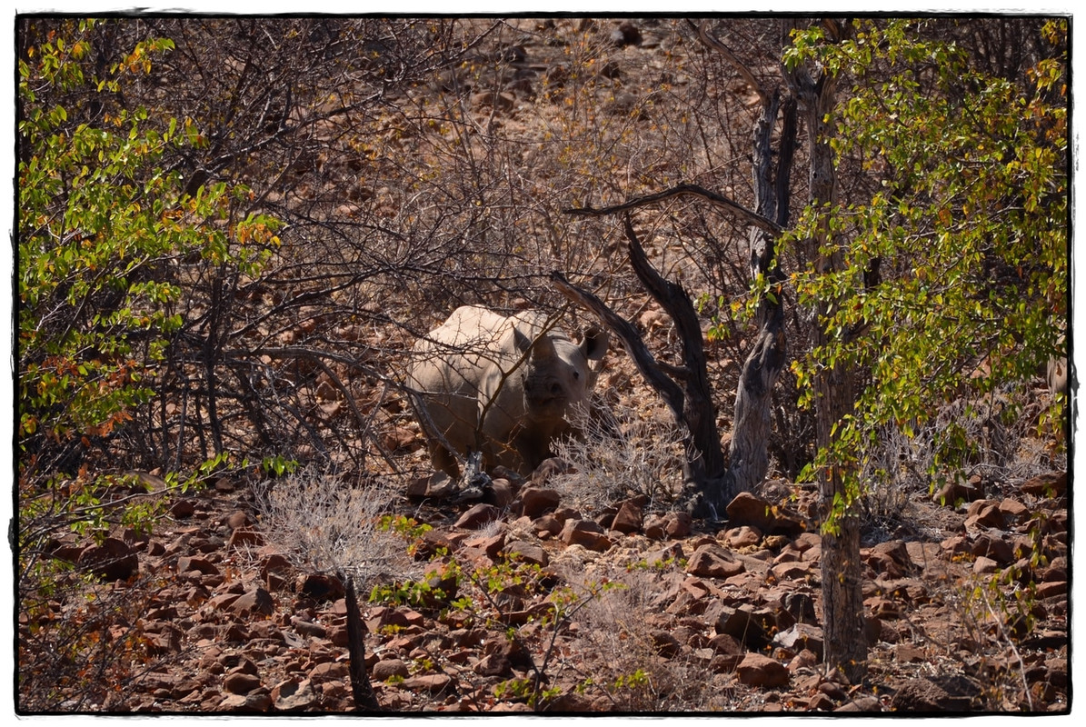 Aventuras por Namibia, Botswana y Cataratas Victoria a nuestra bola - Blogs de Africa Sur - Damaraland y Rhino Tracking (8)