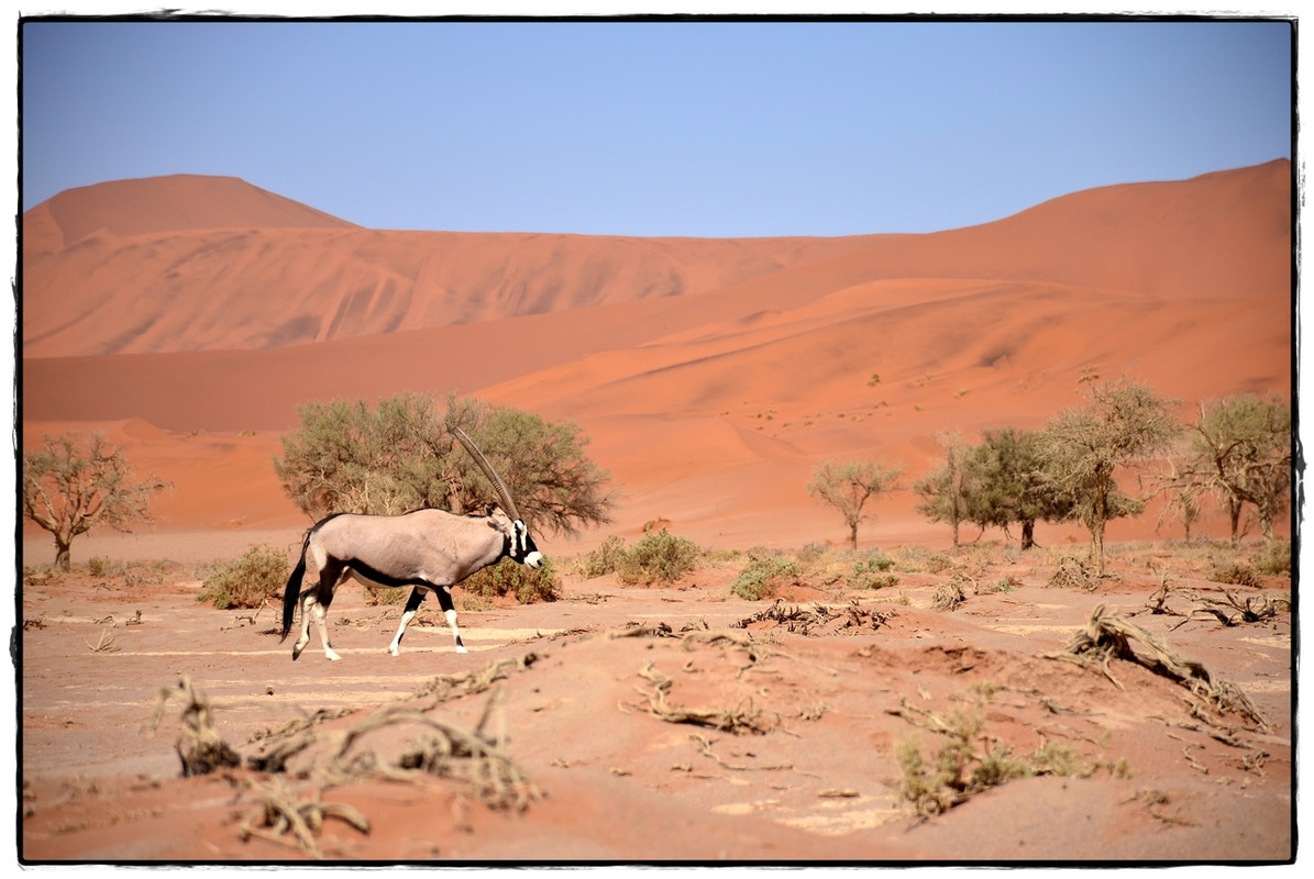 Aventuras por Namibia, Botswana y Cataratas Victoria a nuestra bola - Blogs de Africa Sur - Sesriem y el desierto rojo (17)
