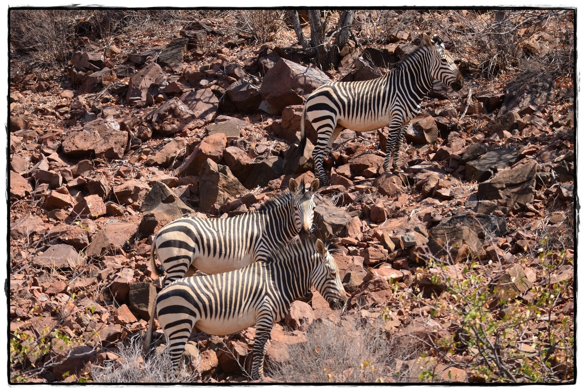 Aventuras por Namibia, Botswana y Cataratas Victoria a nuestra bola - Blogs de Africa Sur - Damaraland y Rhino Tracking (1)