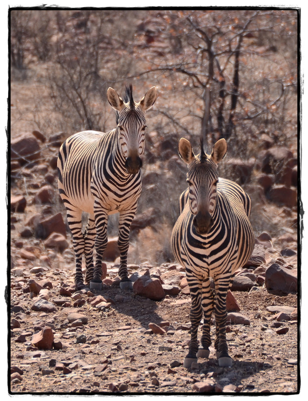 Aventuras por Namibia, Botswana y Cataratas Victoria a nuestra bola - Blogs de Africa Sur - Damaraland y Rhino Tracking (2)