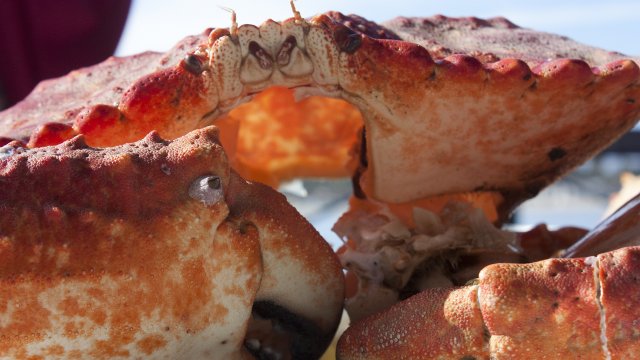 Costa Oeste EE.UU 2014 - Blogs de USA - Atracón de marisco (12)