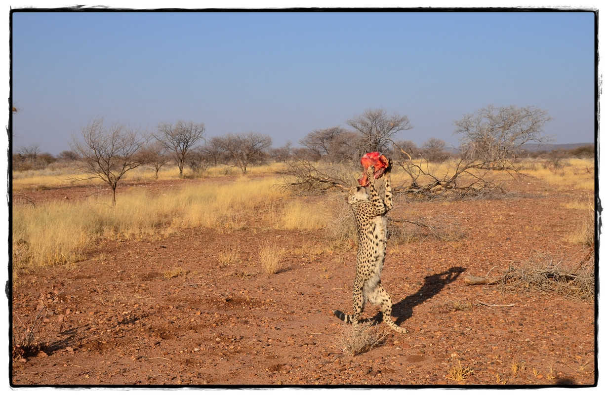 Cheetahs en Otjitotongwe - Aventuras por Namibia, Botswana y Cataratas Victoria a nuestra bola (5)
