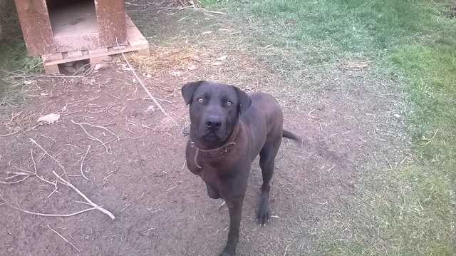 Slika