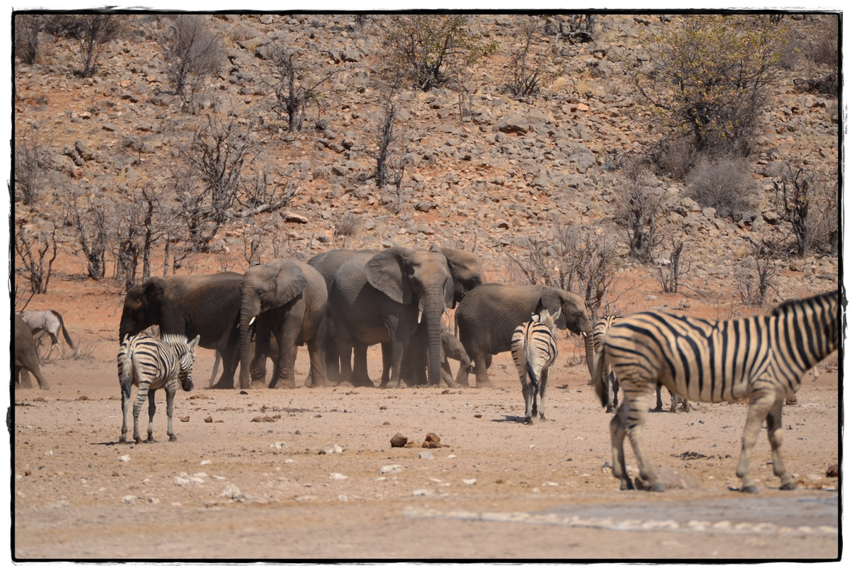 Etosha oeste - Aventuras por Namibia, Botswana y Cataratas Victoria a nuestra bola (7)