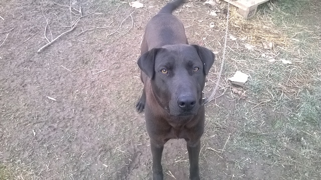 Slika
