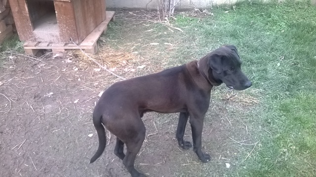 Slika