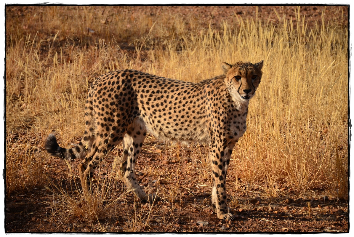 Cheetahs en Otjitotongwe - Aventuras por Namibia, Botswana y Cataratas Victoria a nuestra bola (4)