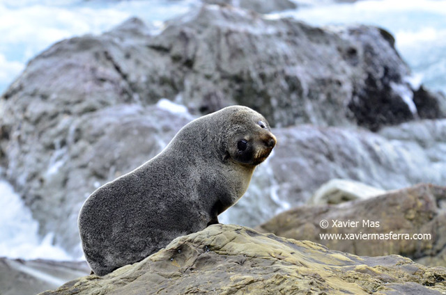 Invierno austral en las antípodas. Nueva Zelanda. Terminado. - Blogs of New Zealand - Kaikoura - Pancake Rocks - Hokitika (1)