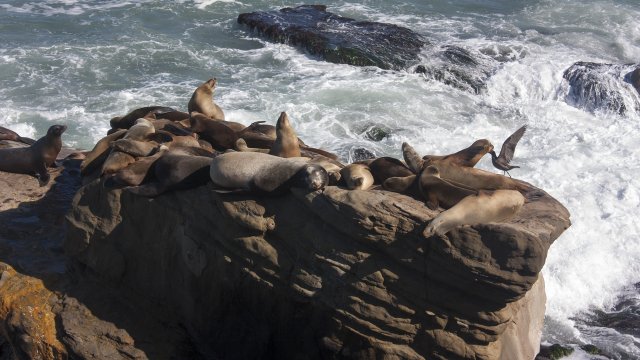 La Jolla y Coronado Island, San Diego - Costa Oeste EE.UU 2014 (2)