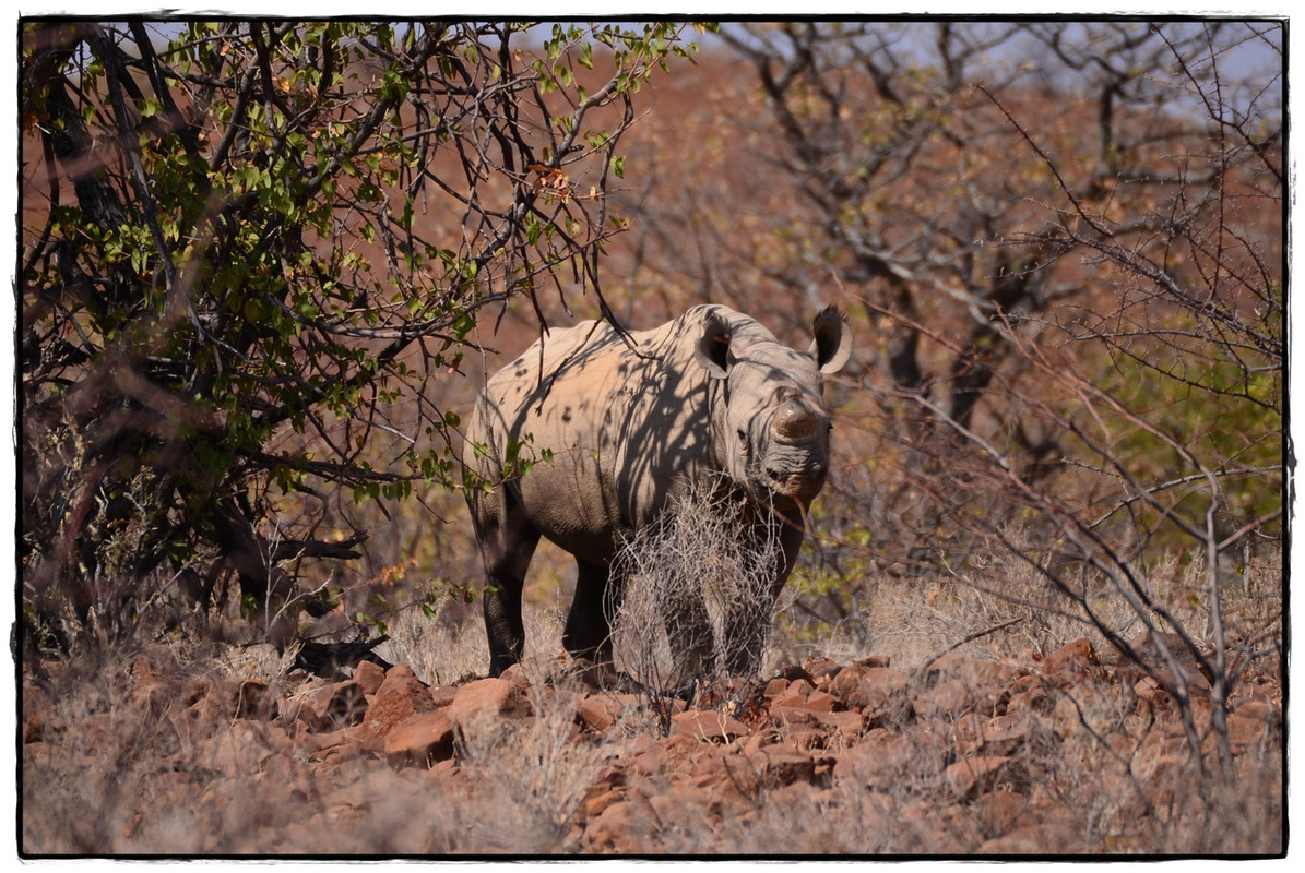 Aventuras por Namibia, Botswana y Cataratas Victoria a nuestra bola - Blogs de Africa Sur - Damaraland y Rhino Tracking (9)