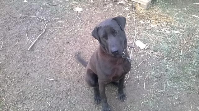 Slika