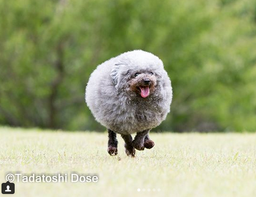 Sheep poodle 2024