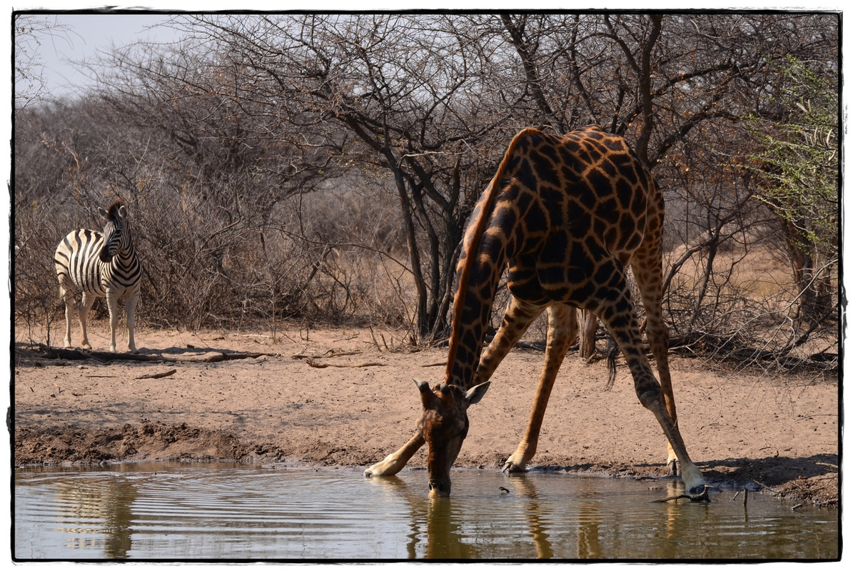 Khama Rhino Sanctuary - Aventuras por Namibia, Botswana y Cataratas Victoria a nuestra bola (4)