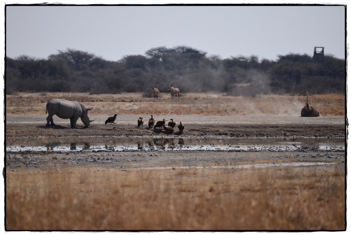 Khama Rhino Sanctuary - Aventuras por Namibia, Botswana y Cataratas Victoria a nuestra bola (2)