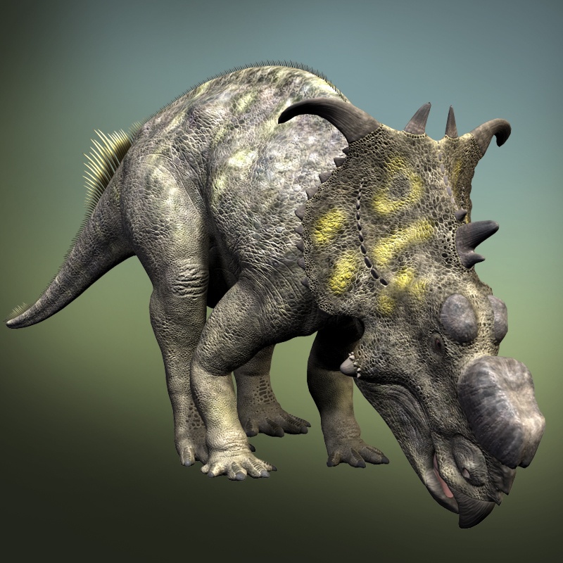 RO82898 Pachyrhinosaurus DR