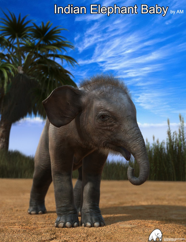 Indian Elephant Baby by AM