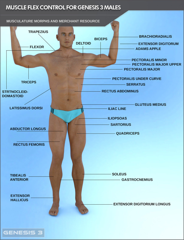 Muscle Flex Control for Genesis 3 Males and Merchant Resource