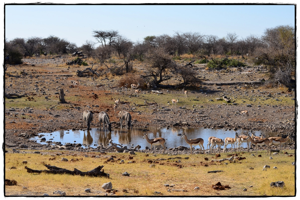 Etosha Este - Aventuras por Namibia, Botswana y Cataratas Victoria a nuestra bola (22)