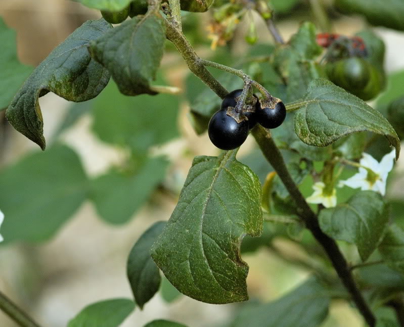 Бзника ягода. Паслен ядовитый. Паслён чёрный. Ягода паслен черный. Паслен черный (Solanum nigrum).