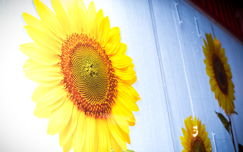 BLEED_GOLD_sunflowershoppe_05