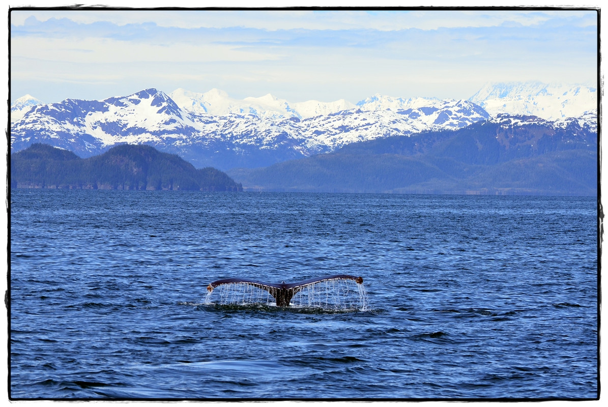 Alaska por tierra, mar y aire - Blogs of America North - 6 de junio. Crucero por el Prince William Sound (9)