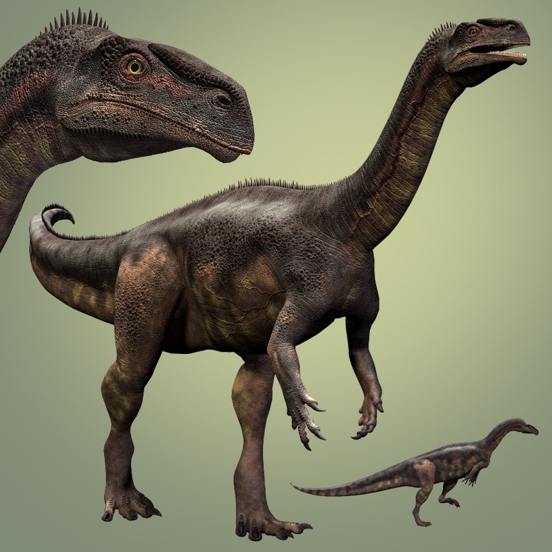 RO79031 Plateosaurus DR