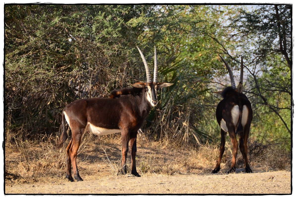 Zambezi y Mahango Game Reserve - Aventuras por Namibia, Botswana y Cataratas Victoria a nuestra bola (7)