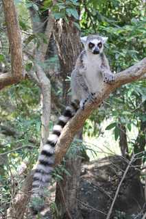 Madagascar, inolvidable - Blogs de Madagascar - Casi un mes deambulando por Madagascar. (70)