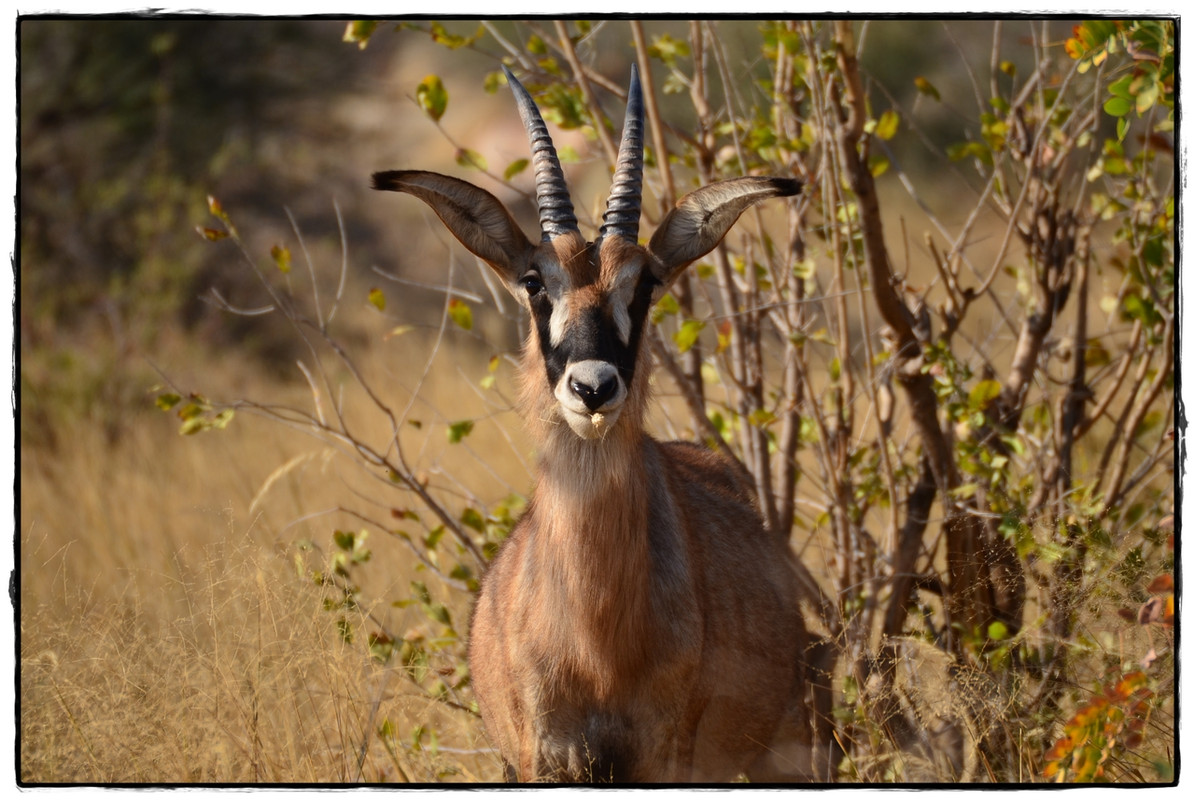 Zambezi y Mahango Game Reserve - Aventuras por Namibia, Botswana y Cataratas Victoria a nuestra bola (5)