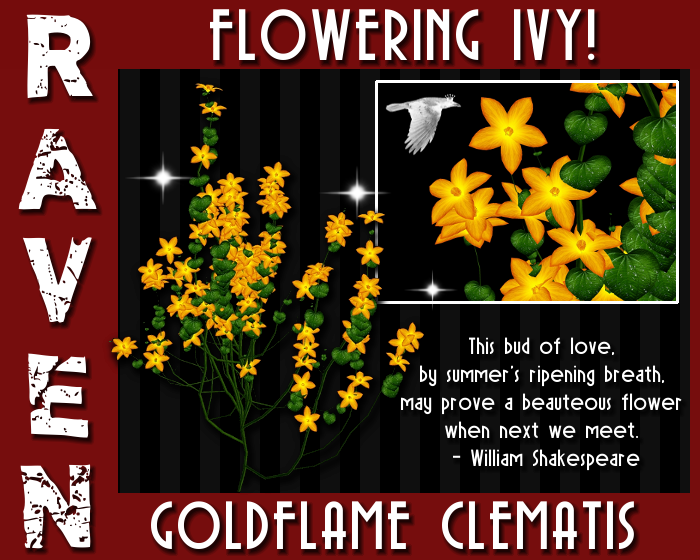 ROYAL GOLDEN FLOWERING IVY png