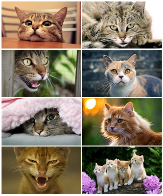 Wallpapers Cats ,jpg - 1920x1200 - 5120x3200