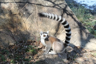 Casi un mes deambulando por Madagascar. - Madagascar, inolvidable (57)
