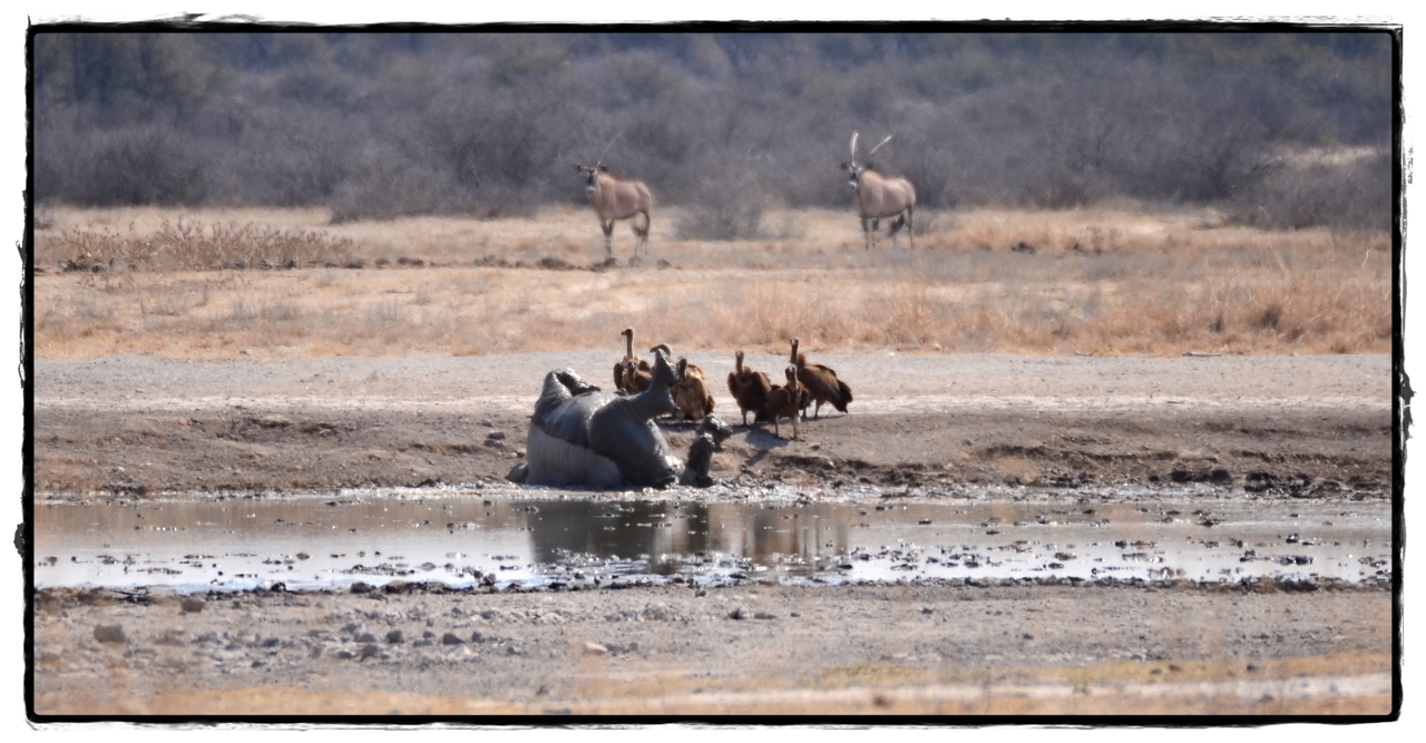 Khama Rhino Sanctuary - Aventuras por Namibia, Botswana y Cataratas Victoria a nuestra bola (3)