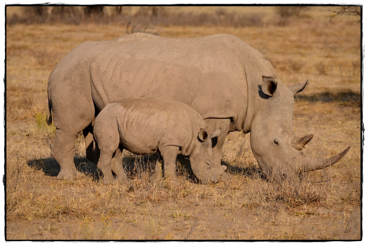 Khama Rhino Sanctuary - Aventuras por Namibia, Botswana y Cataratas Victoria a nuestra bola (12)