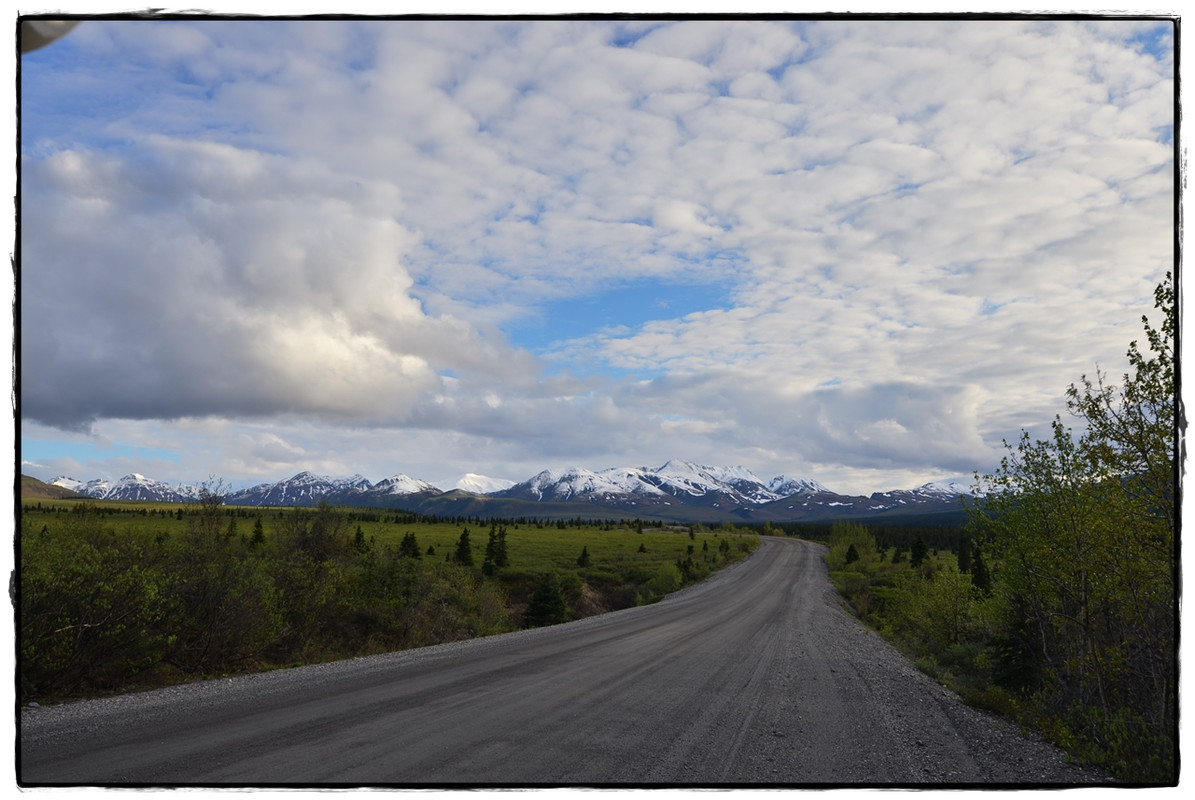 Alaska por tierra, mar y aire - Blogs de America Norte - 11 de junio. Llegamos a Denali National Park (14)