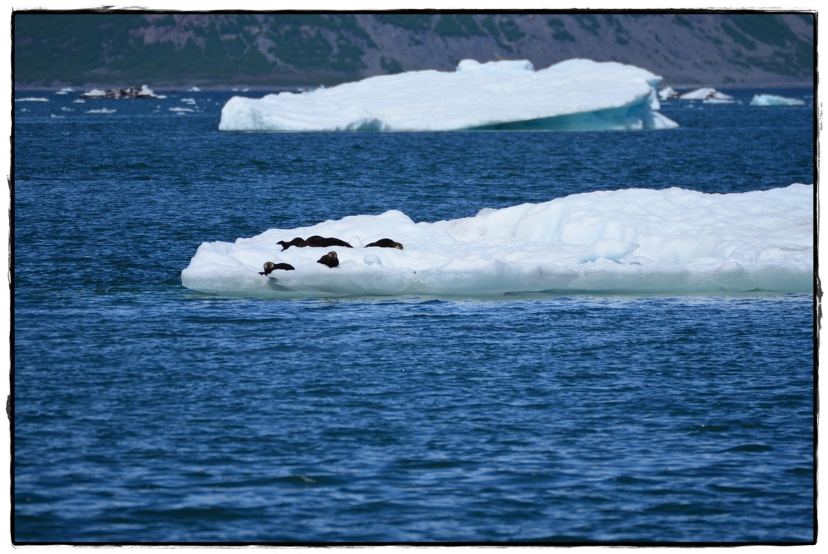 Alaska por tierra, mar y aire - Blogs of America North - 6 de junio. Crucero por el Prince William Sound (18)