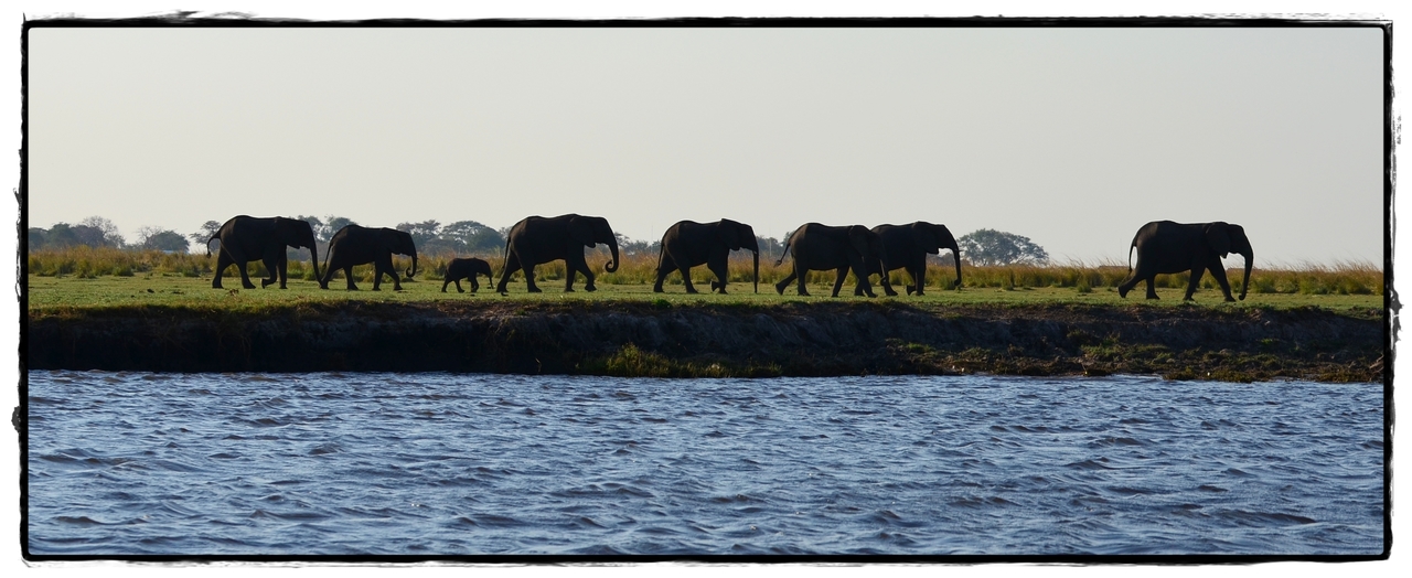 Chobe - Riverfront - Aventuras por Namibia, Botswana y Cataratas Victoria a nuestra bola (23)