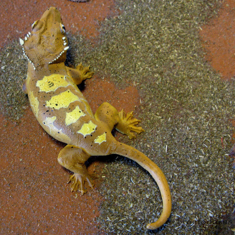 crested gecko toy Online Shopping