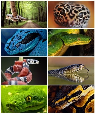 Wallpapers Reptiles .jpg 1920х1080