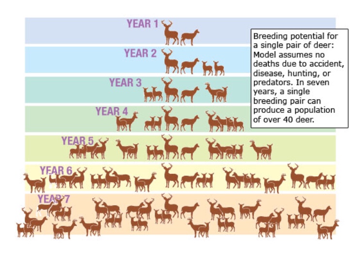 Interesting graphic on deer population The Hunting Beast