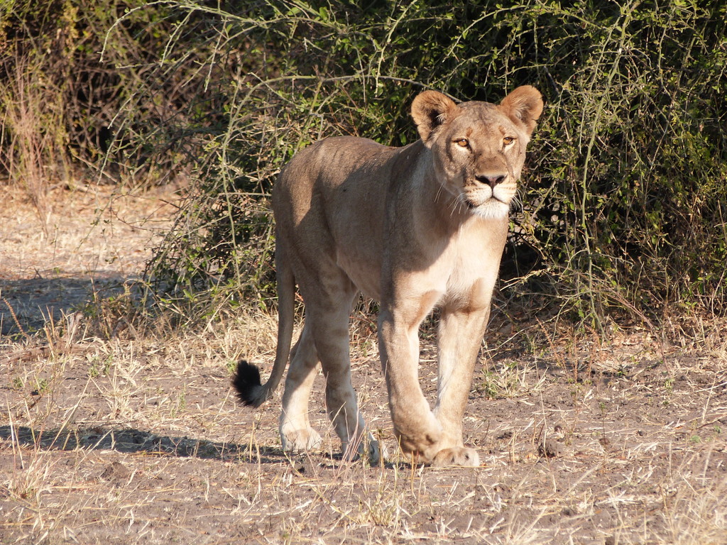Safari en Chobe - Botswana y Cataratas Victoria (5)