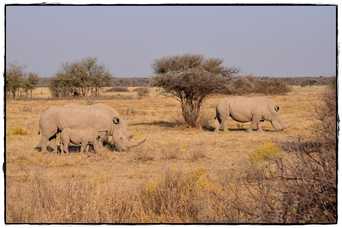 Khama Rhino Sanctuary - Aventuras por Namibia, Botswana y Cataratas Victoria a nuestra bola (11)