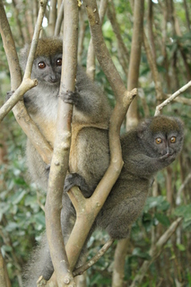 Madagascar, inolvidable - Blogs de Madagascar - Casi un mes deambulando por Madagascar. (88)