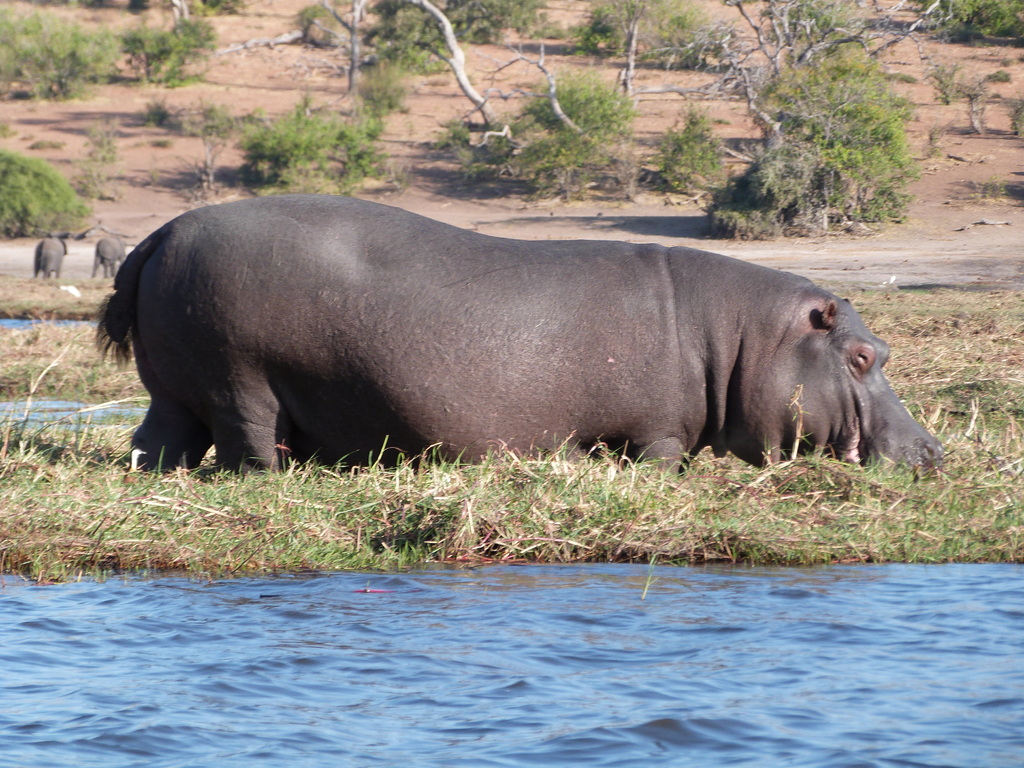 Traslado a Kasane y crucero por el río Chobe - Botswana y Cataratas Victoria (3)