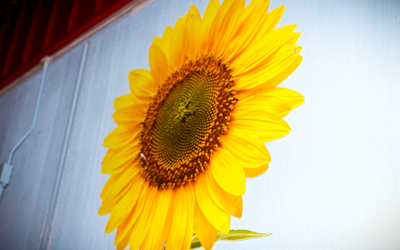 BLEED_GOLD_sunflowershoppe_03