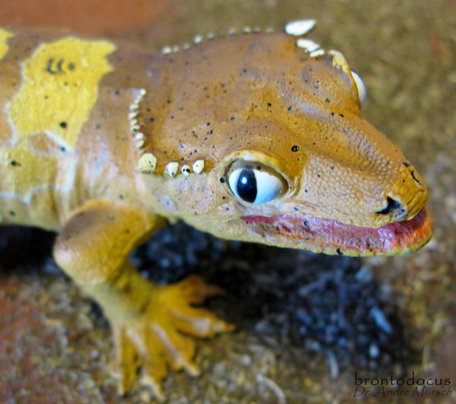 This is the walk-around of the AAA Crested Gecko, Correlophus (formerly Rha...