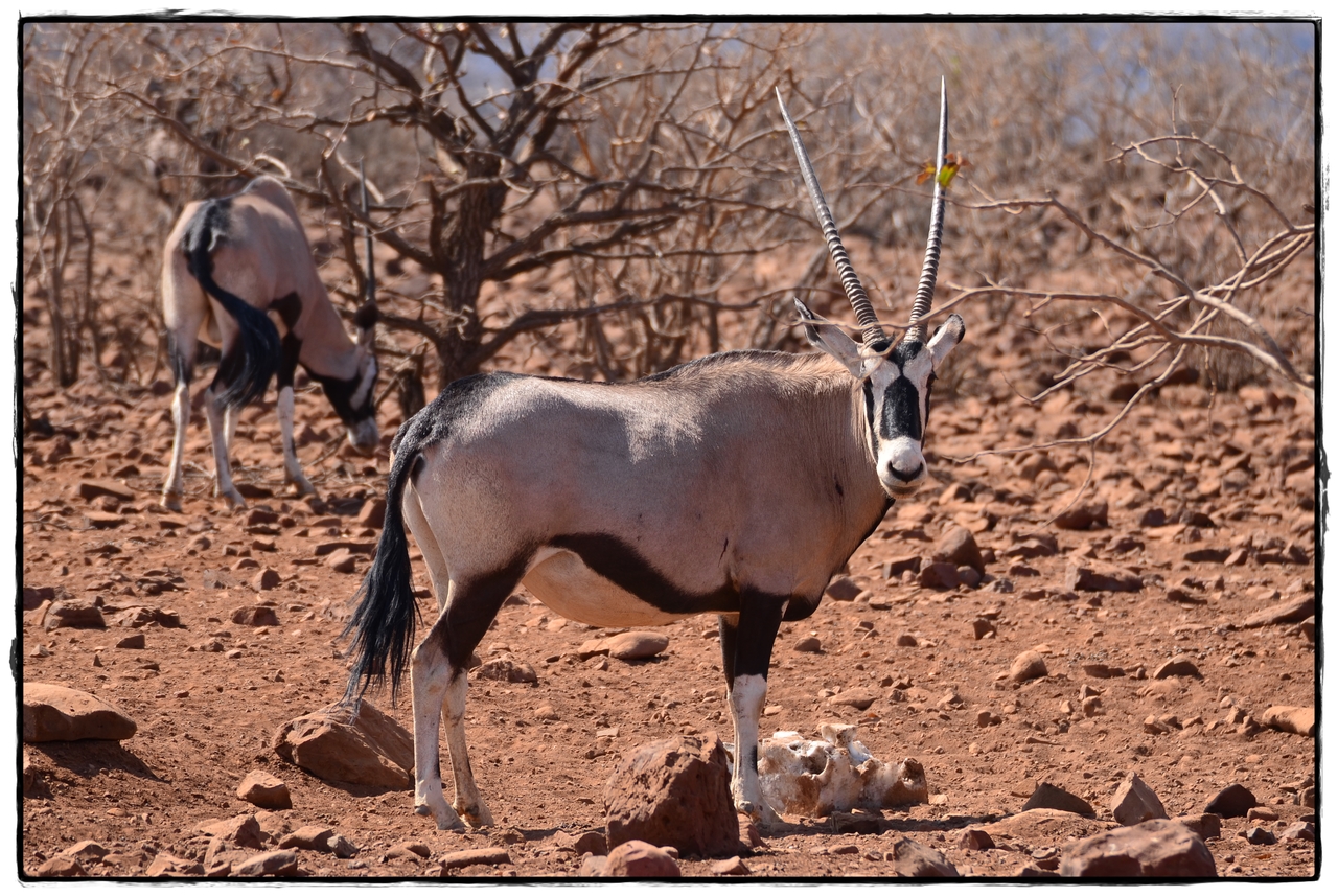 Aventuras por Namibia, Botswana y Cataratas Victoria a nuestra bola - Blogs de Africa Sur - Damaraland y Rhino Tracking (6)
