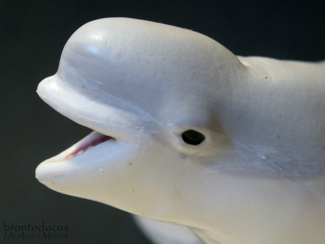 Beluga Whale Delphinapterus leucas (Pallas, 1776)