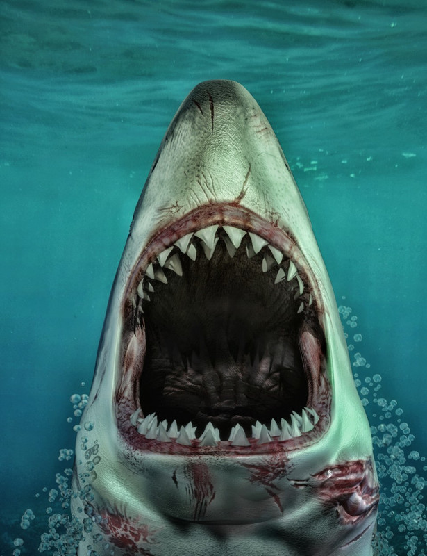 Sharks by AM: Great White